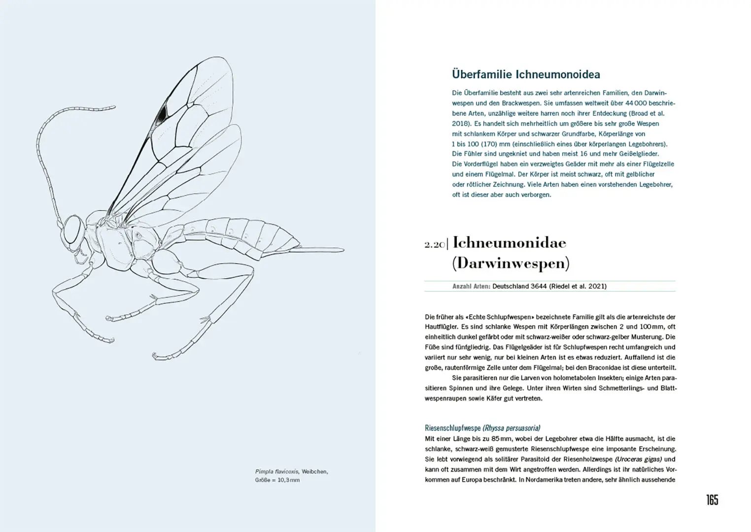 Sample Content (Image) Schlupfwespen