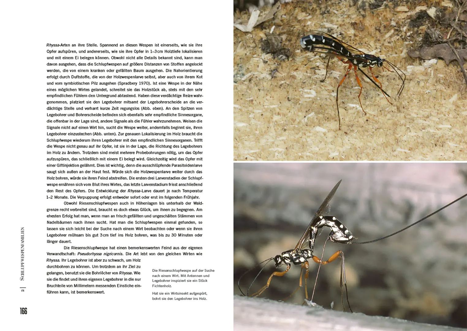 Sample Content (Image) Schlupfwespen