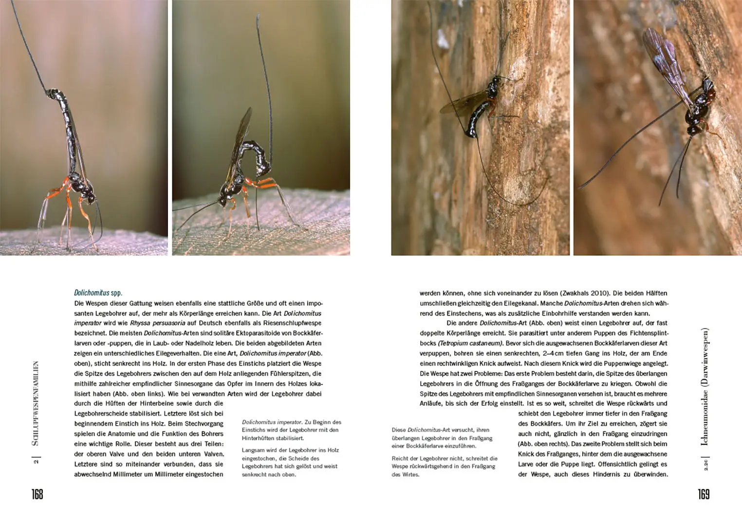 Sample Content (Image) Schlupfwespen