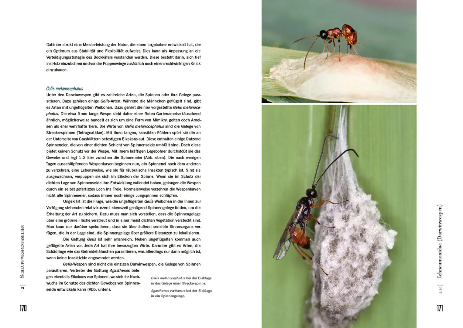 Sample Content (Image) Schlupfwespen