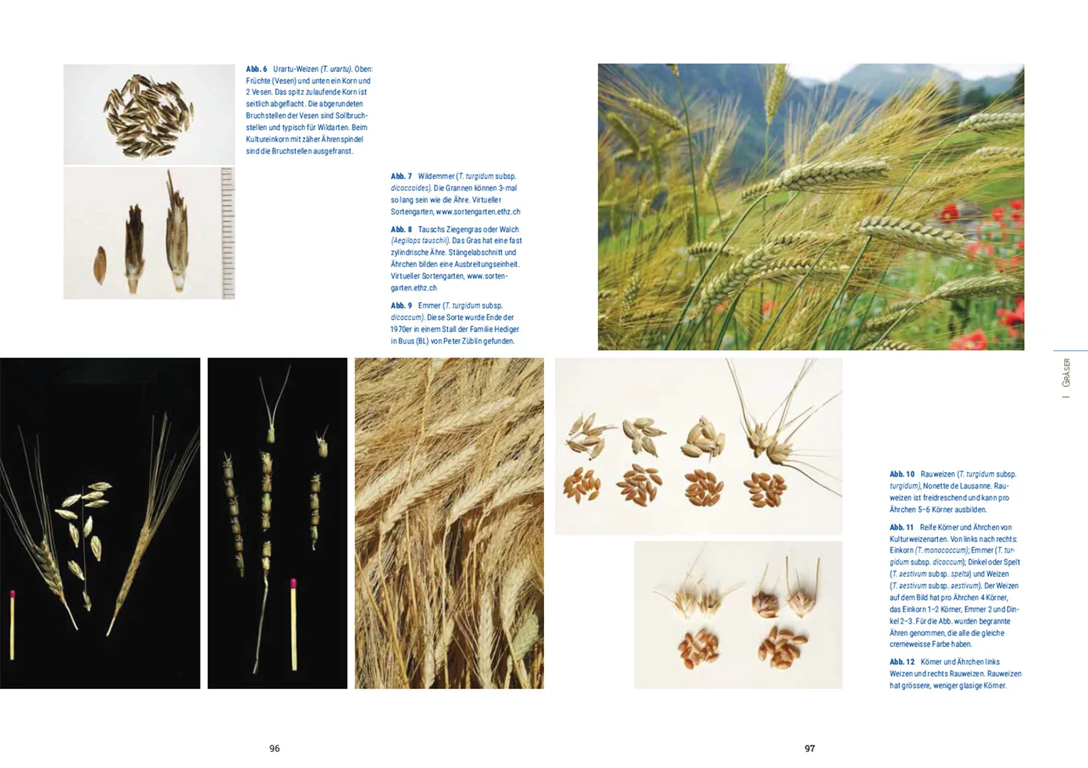 Sample Content (Image) Kulturpflanzen der Schweiz