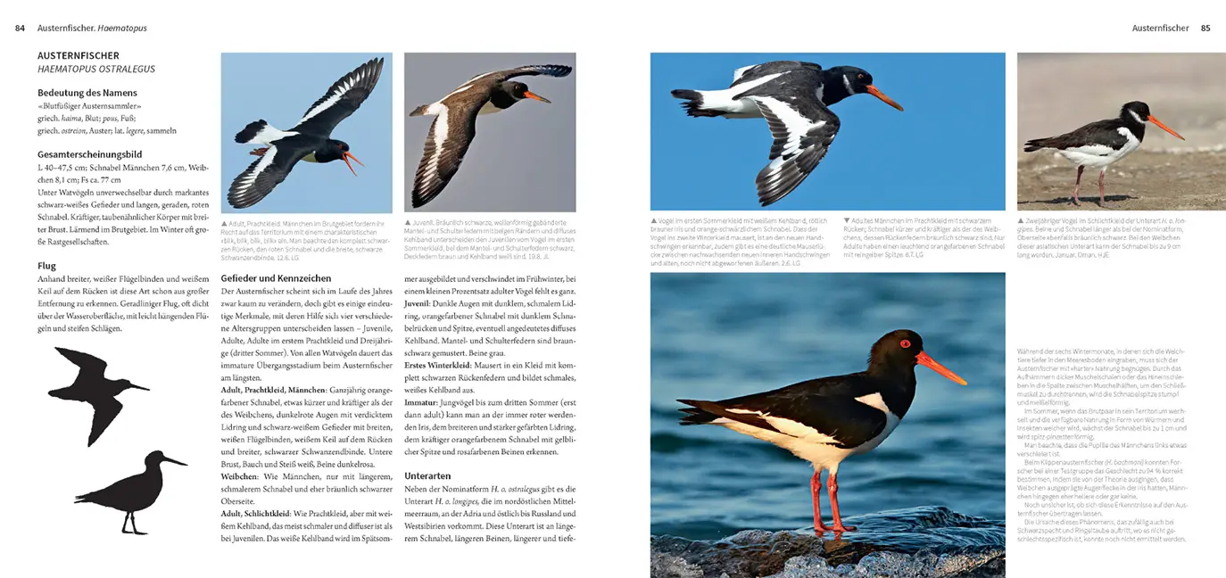 Sample Content (Image) Die Watvögel Europas