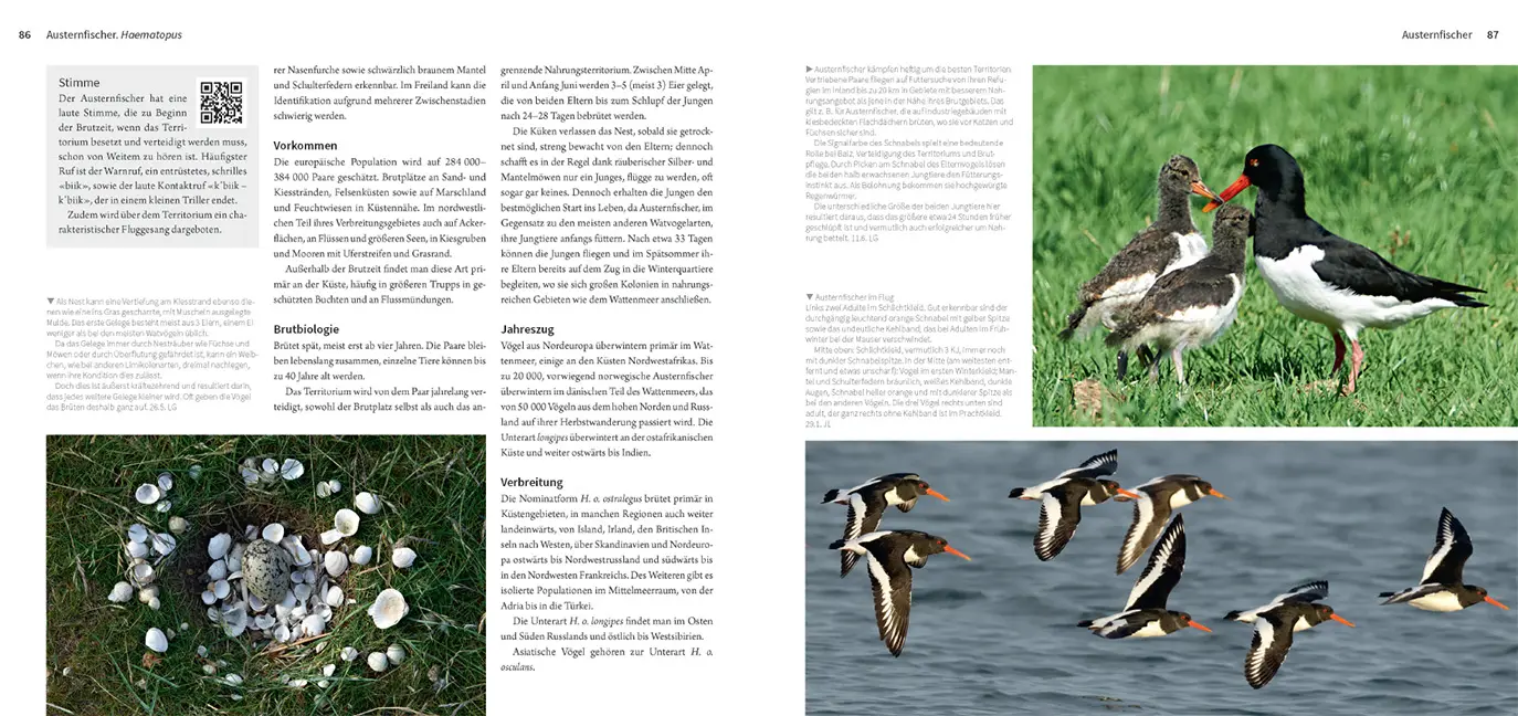 Sample Content (Image) Die Watvögel Europas