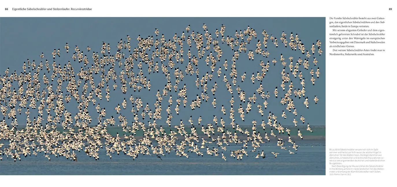 Sample Content (Image) Die Watvögel Europas