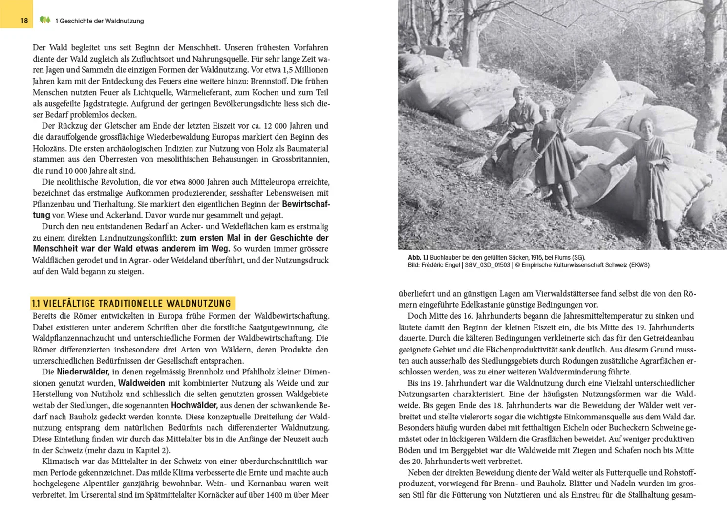 Sample Content (Image) Waldbewirtschaftung in der Schweiz