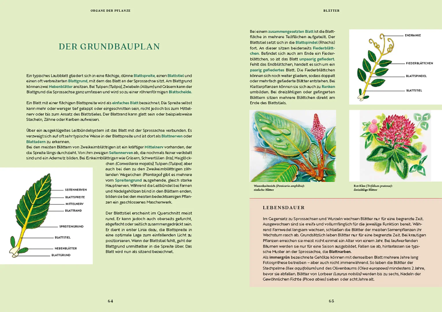 Sample Content (Image) Gartenbotanik