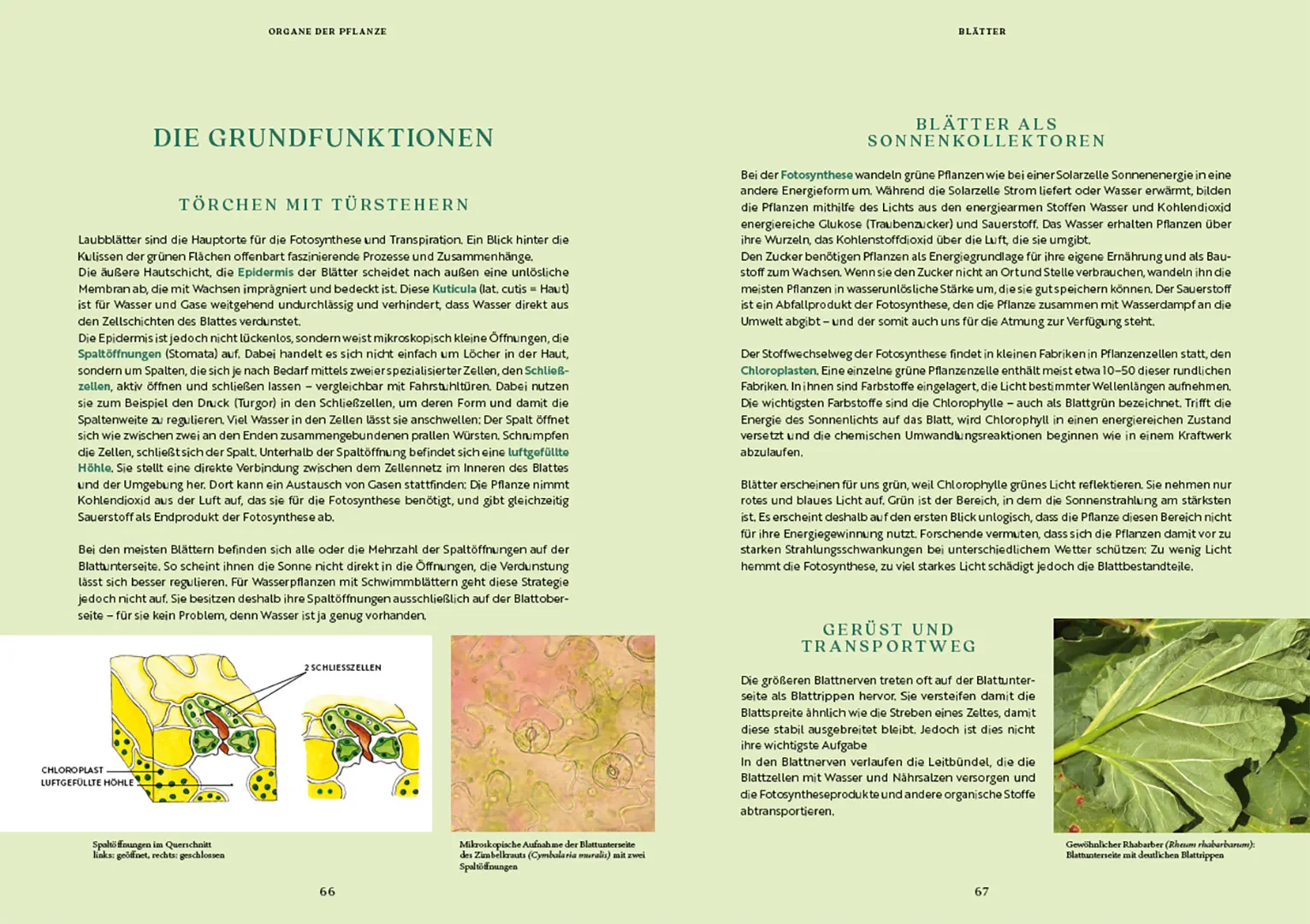 Sample Content (Image) Gartenbotanik