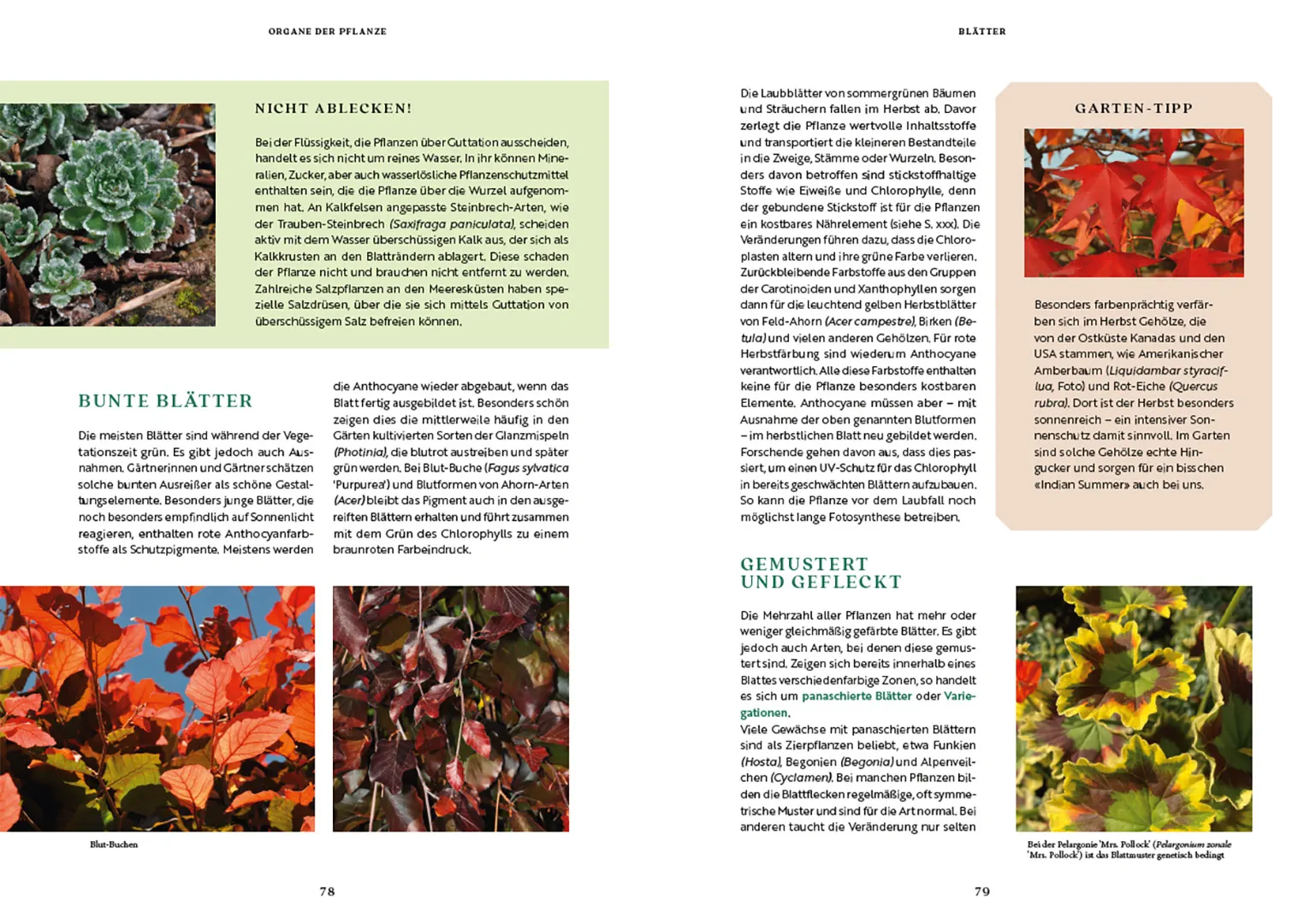 Sample Content (Image) Gartenbotanik