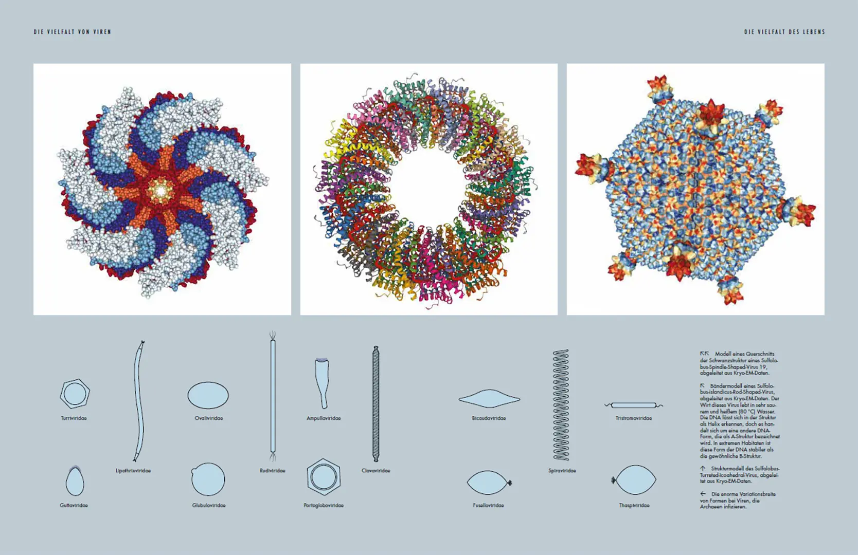 Sample Content (Image) Viren