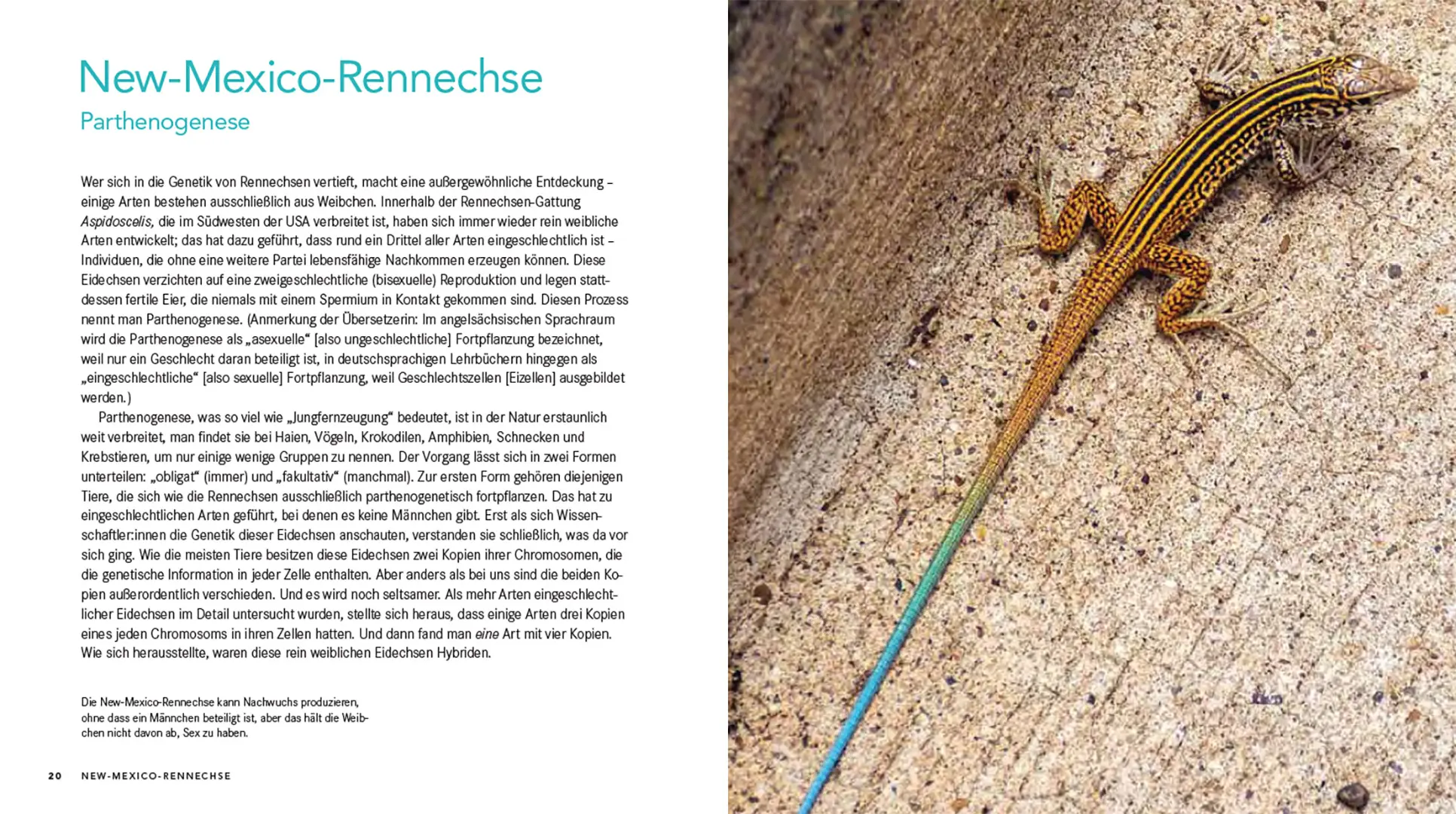 Sample Content (Image) Queer