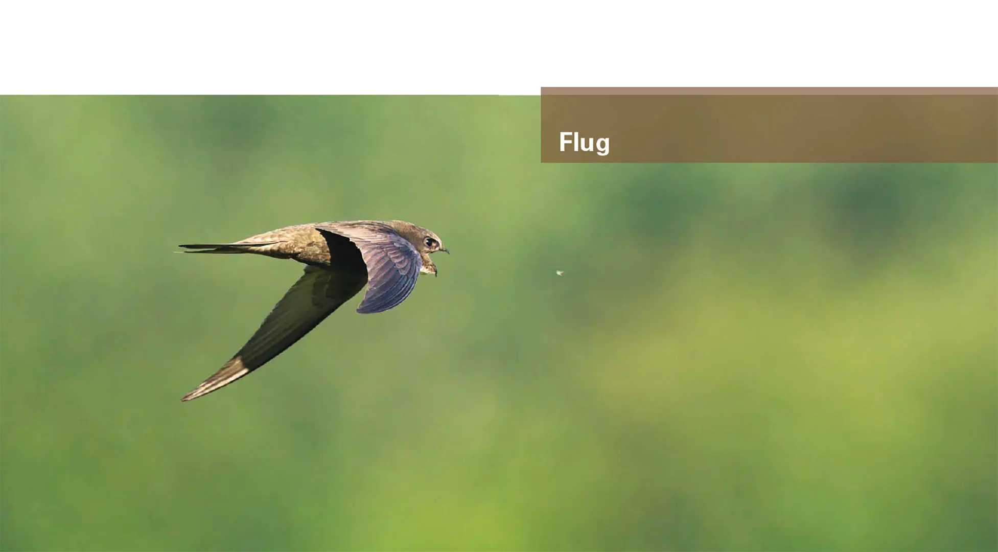 Sample Content (Image) Mauer- und Alpensegler