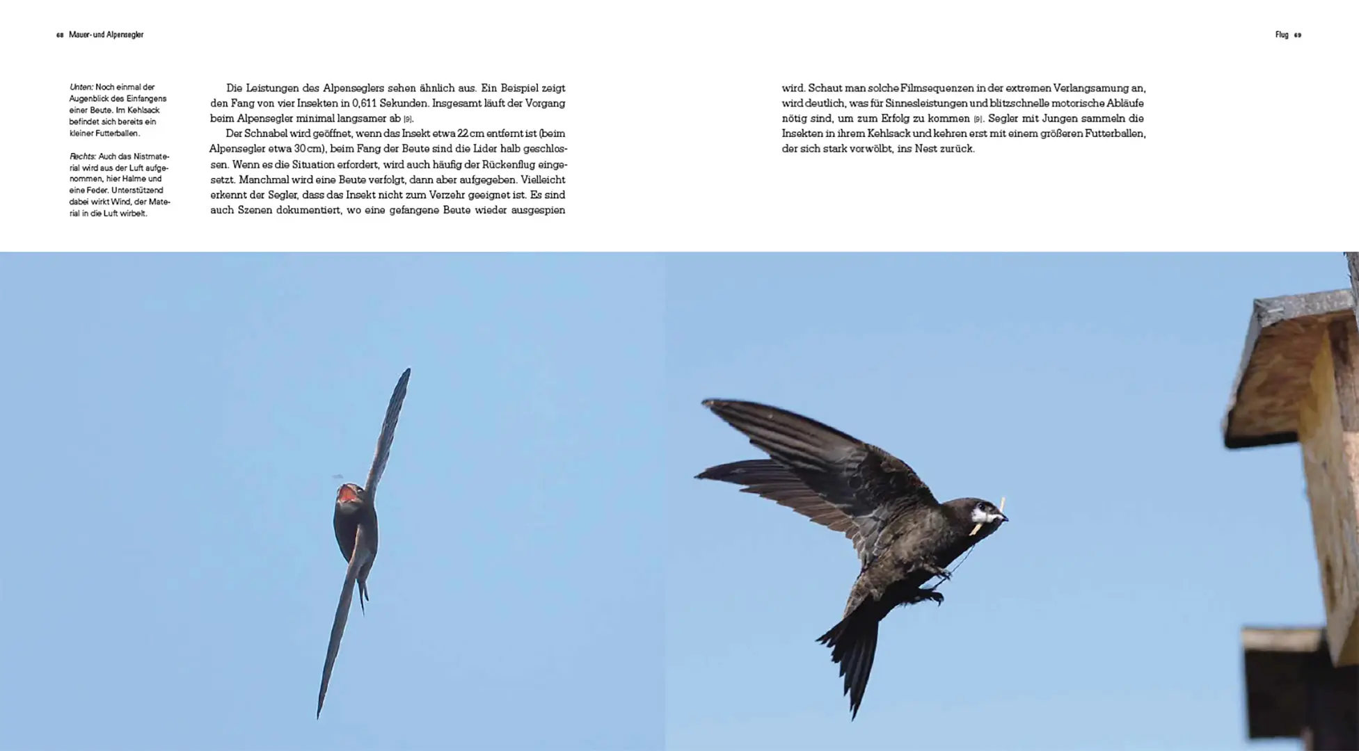 Sample Content (Image) Mauer- und Alpensegler