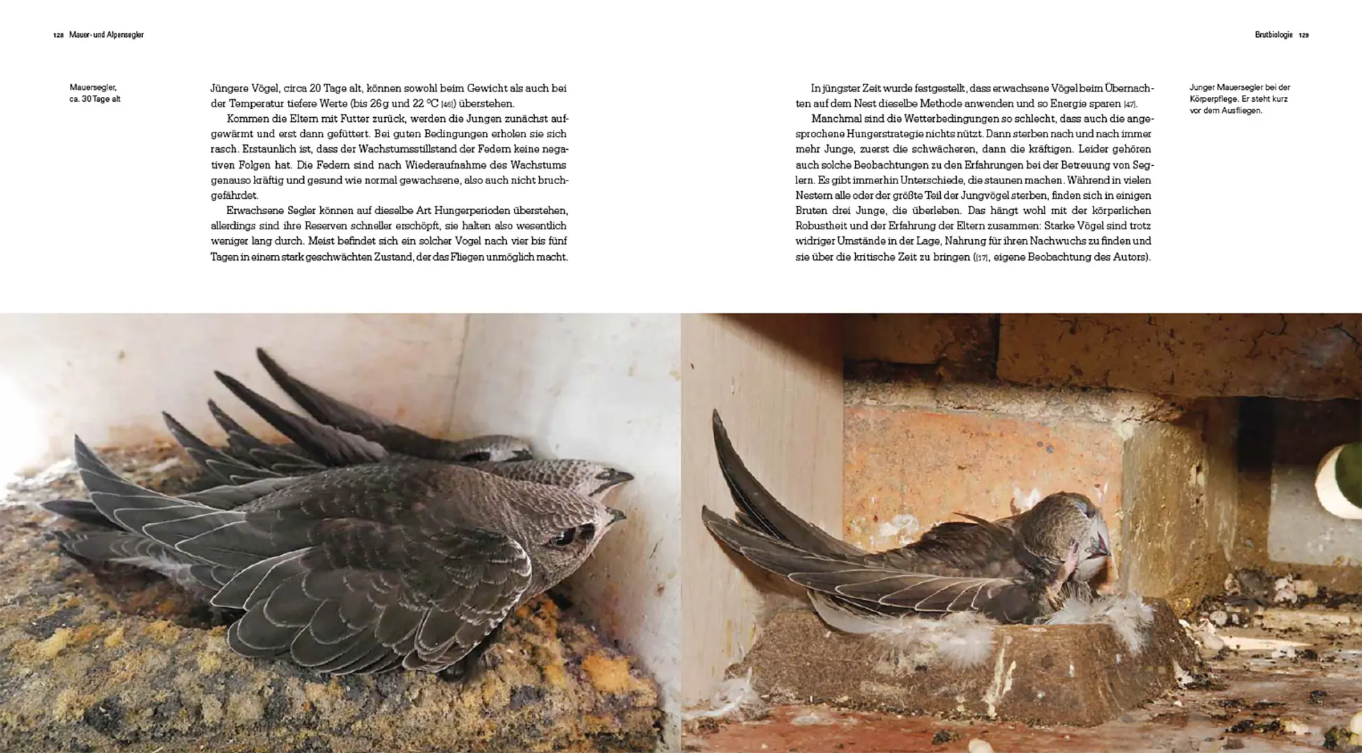 Sample Content (Image) Mauer- und Alpensegler