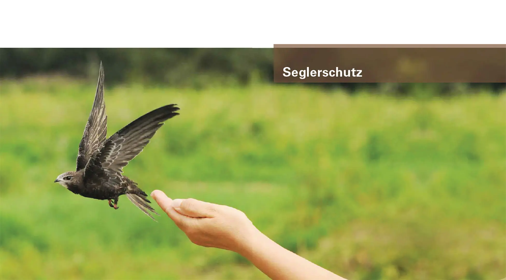 Sample Content (Image) Mauer- und Alpensegler