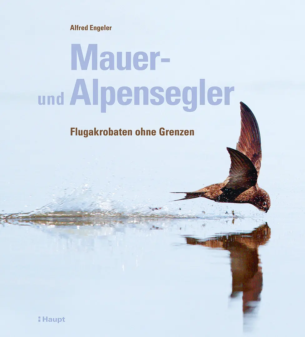 Front Cover Image Mauer- und Alpensegler