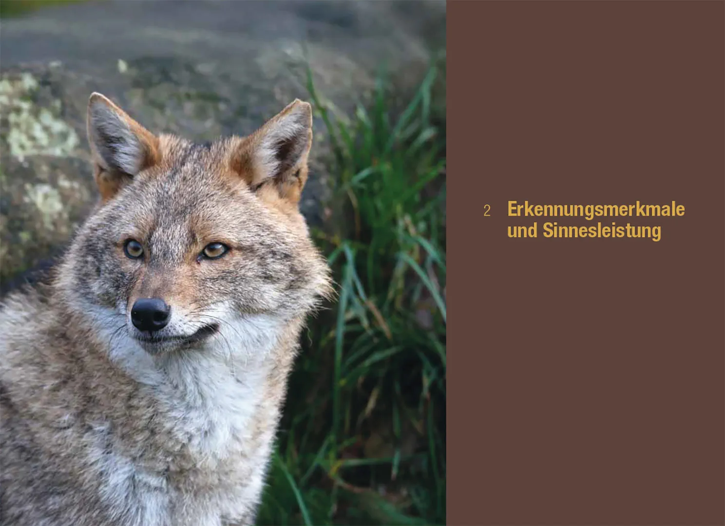 Sample Content (Image) Der Goldschakal