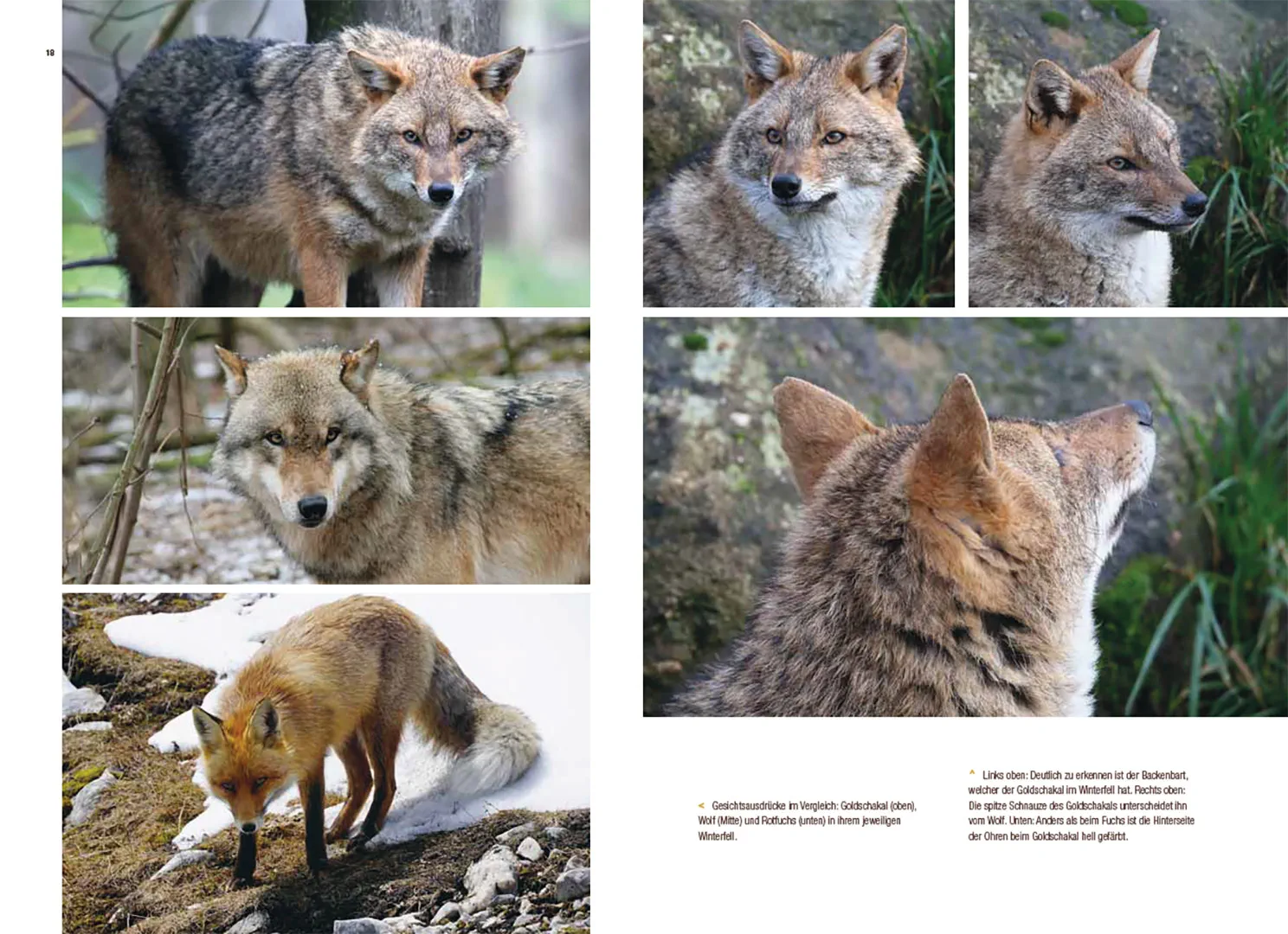 Sample Content (Image) Der Goldschakal