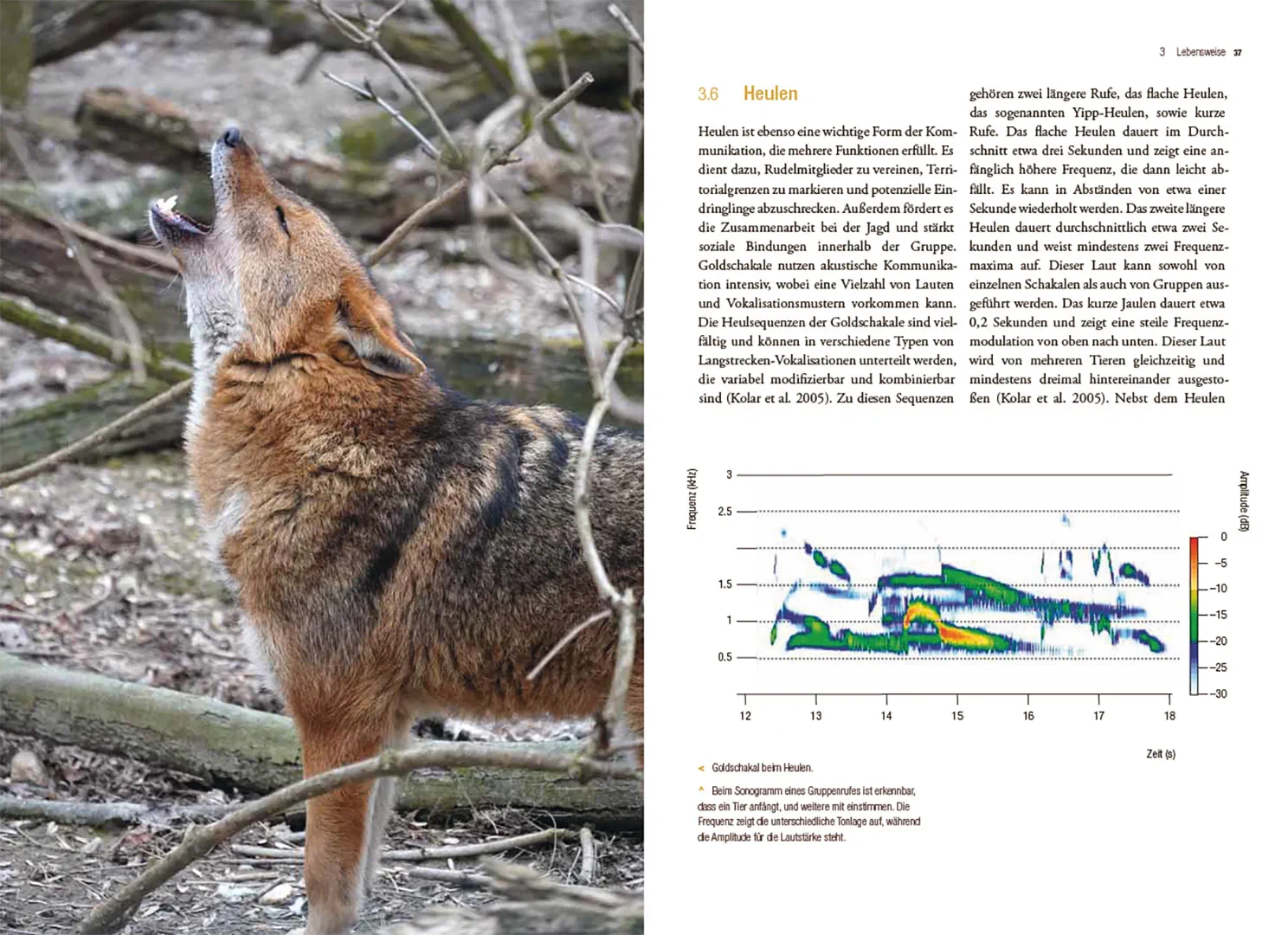 Sample Content (Image) Der Goldschakal