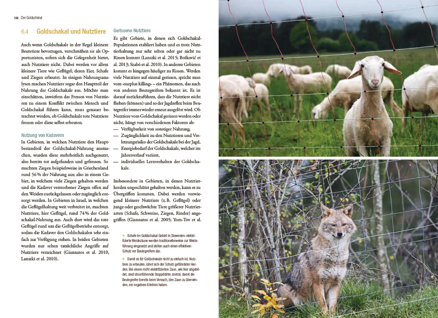 Sample Content (Image) Der Goldschakal