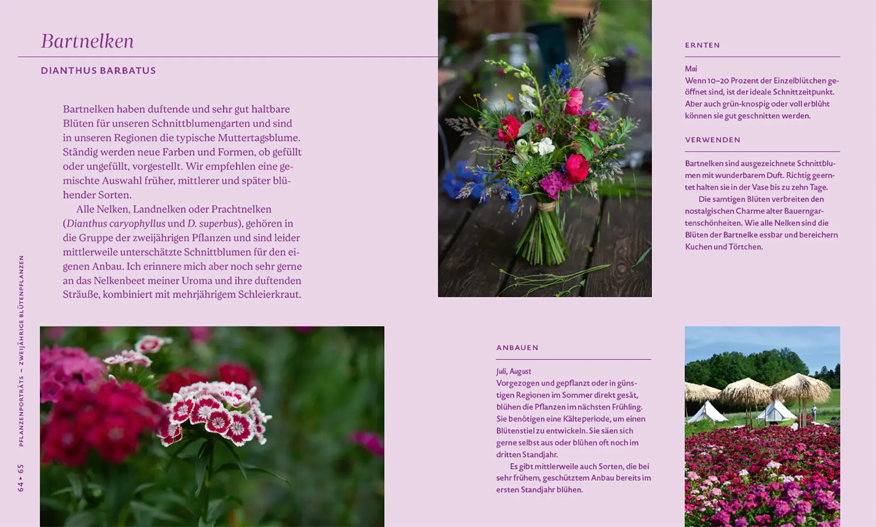 Sample Content (Image) Nachhaltige Schnittblumen