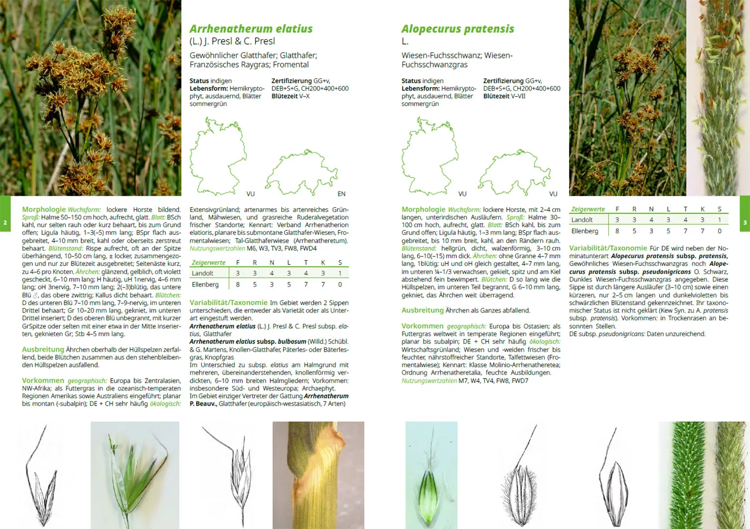 Sample Content (Image) Gräser