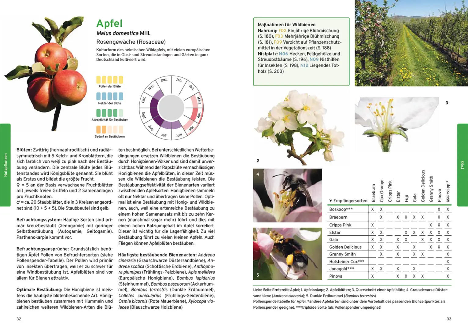 Sample Content (Image) Praxishandbuch Nutzpflanzenbestäubung