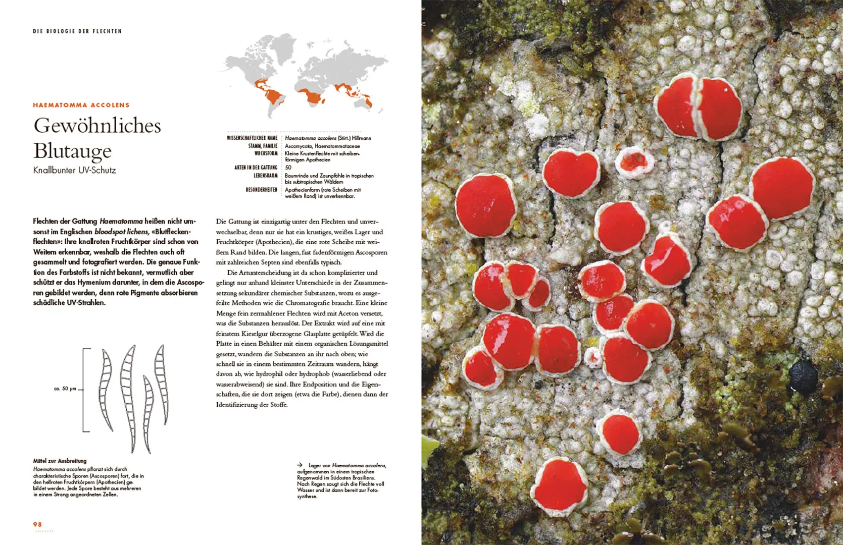 Sample Content (Image) Flechten