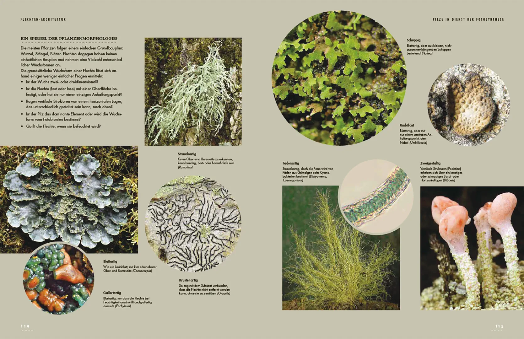 Sample Content (Image) Flechten