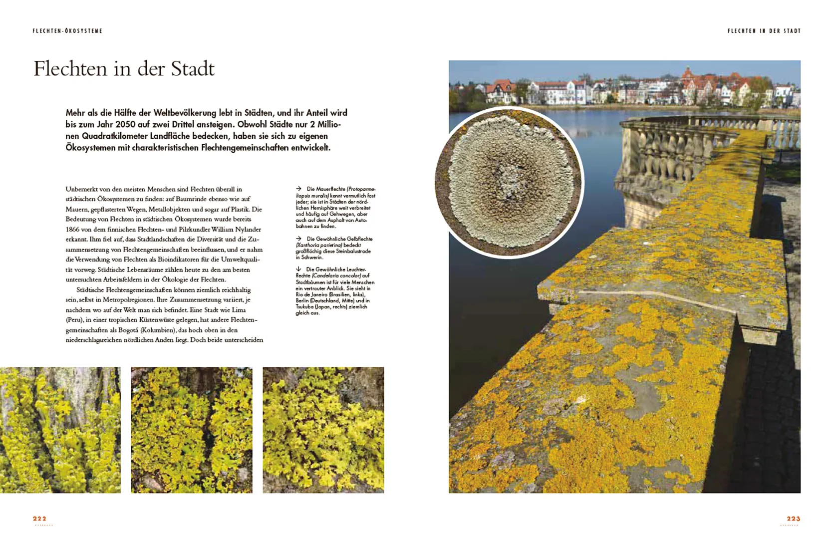 Sample Content (Image) Flechten