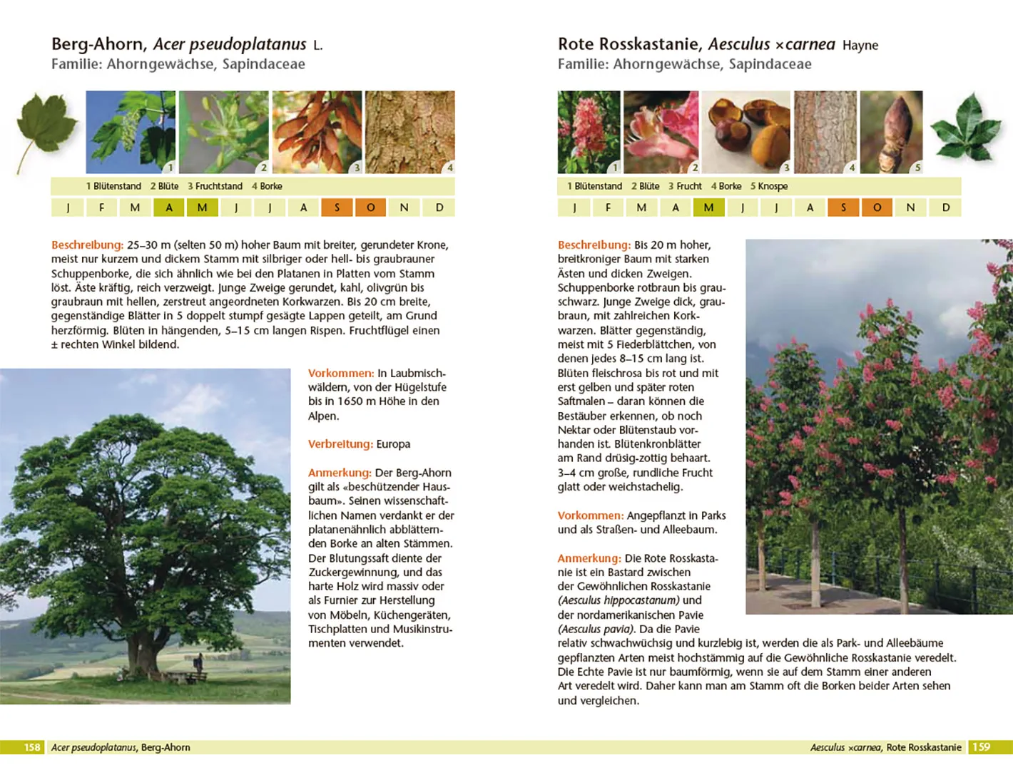 Sample Content (Image) Bäume bestimmen - Knospen, Blüten, Blätter, Früchte