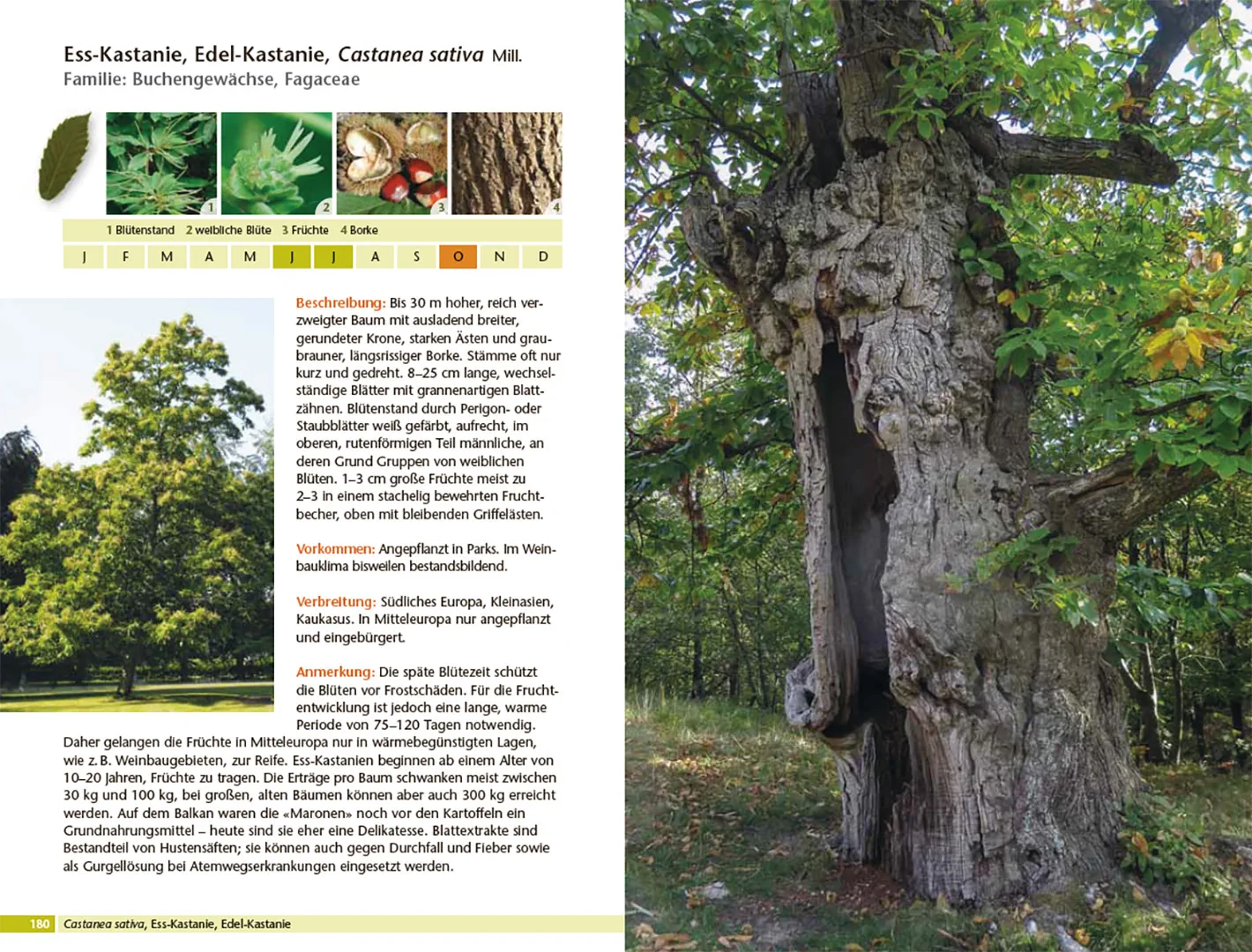 Sample Content (Image) Bäume bestimmen - Knospen, Blüten, Blätter, Früchte