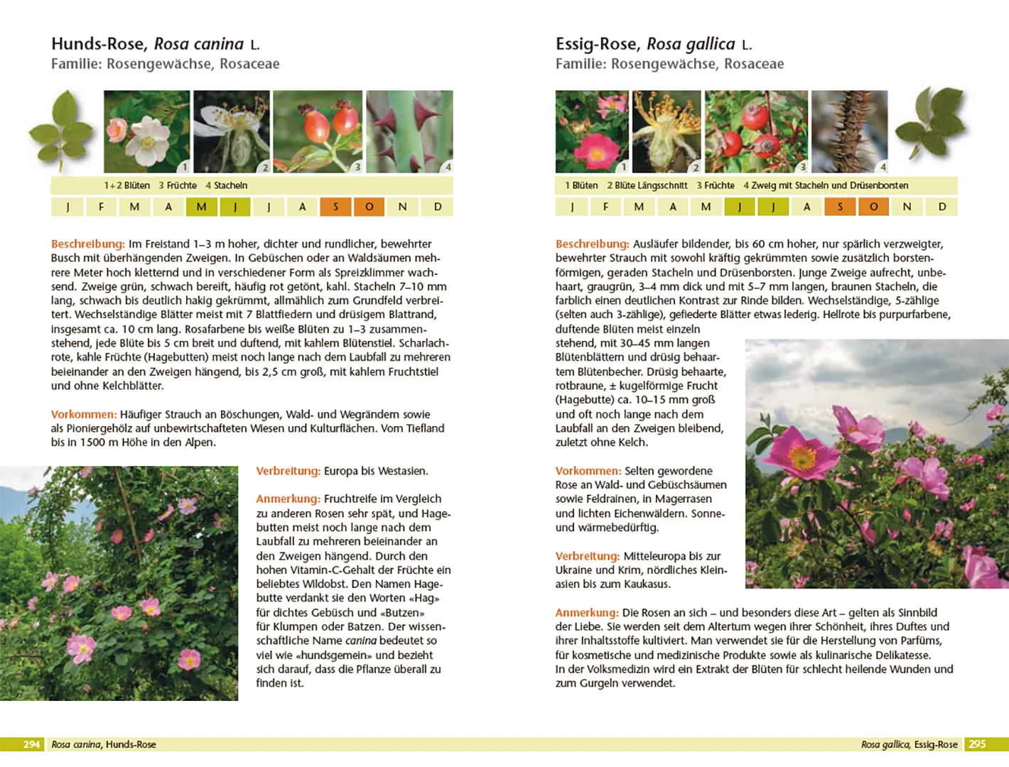 Sample Content (Image) Bäume bestimmen - Knospen, Blüten, Blätter, Früchte