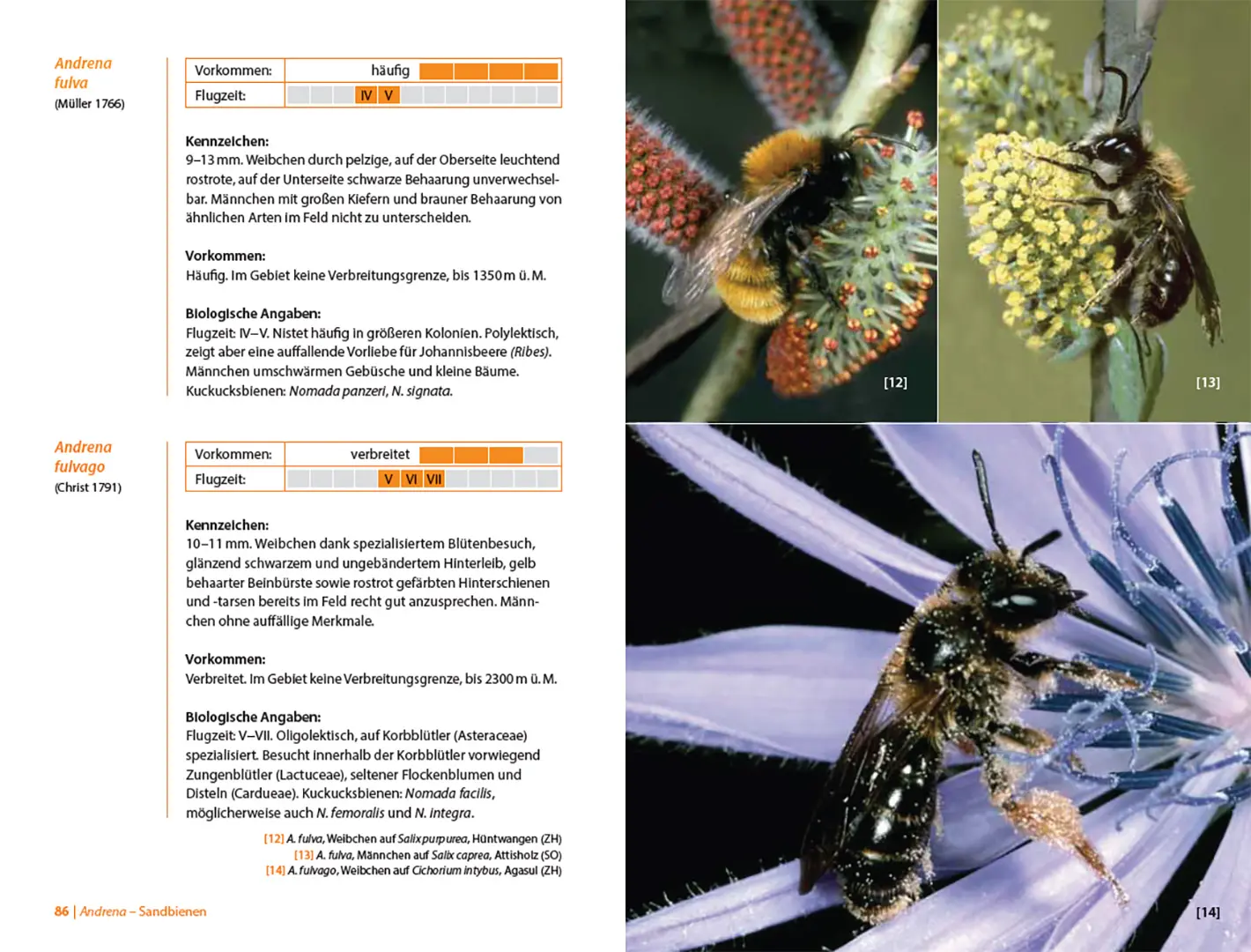 Sample Content (Image) Bienen Mitteleuropas