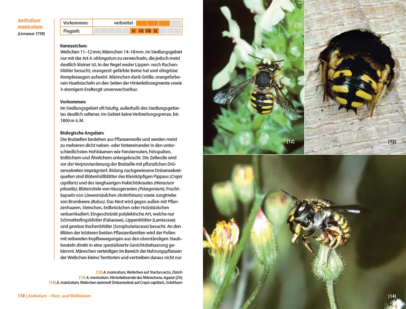 Sample Content (Image) Bienen Mitteleuropas