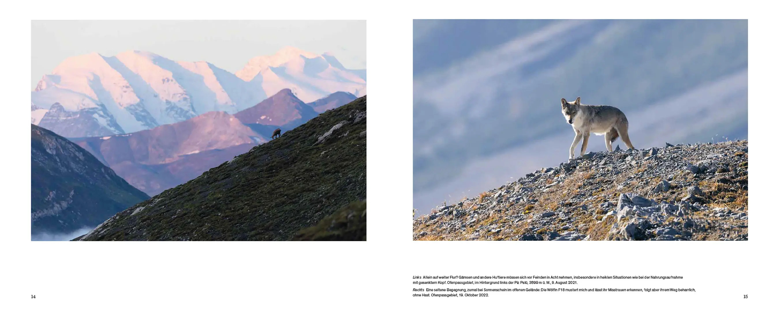 Sample Content (Image) Der Wolf