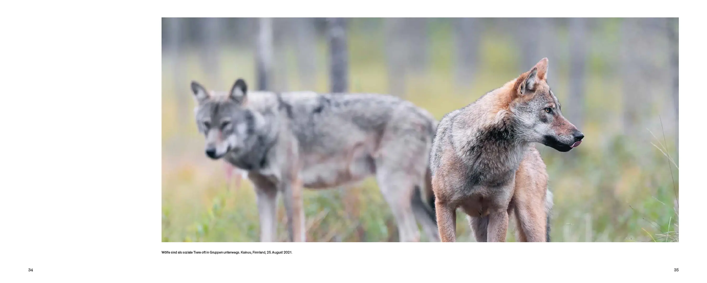 Sample Content (Image) Der Wolf