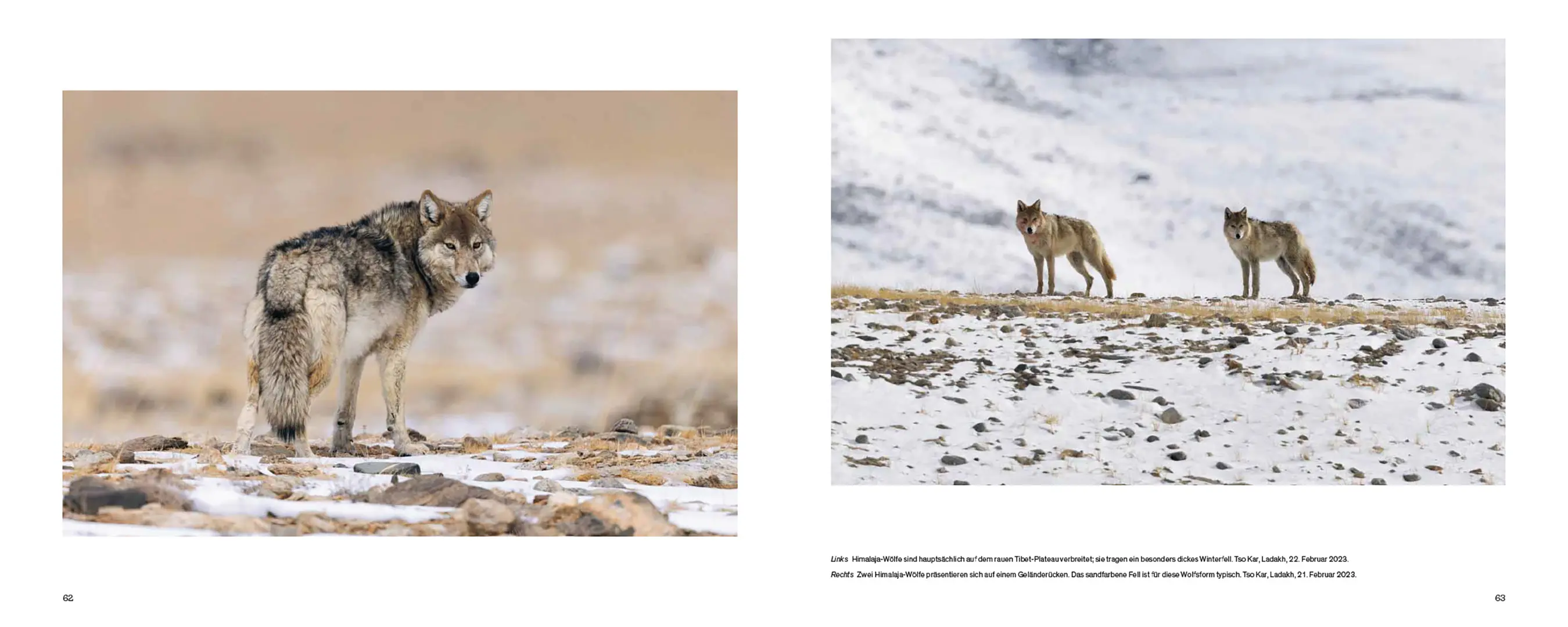 Sample Content (Image) Der Wolf