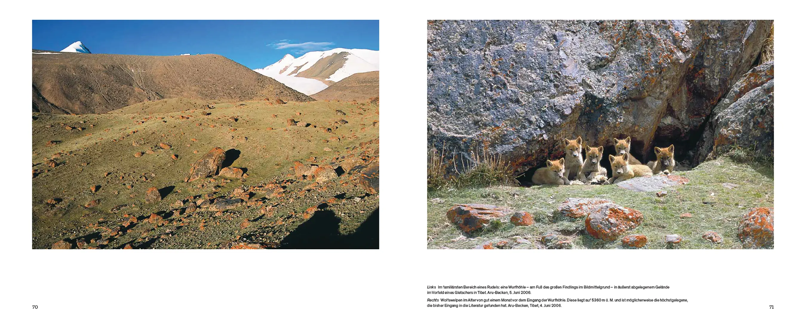 Sample Content (Image) Der Wolf