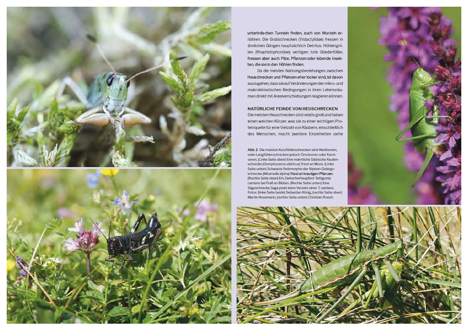 Sample Content (Image) Die Welt der Heuschrecken