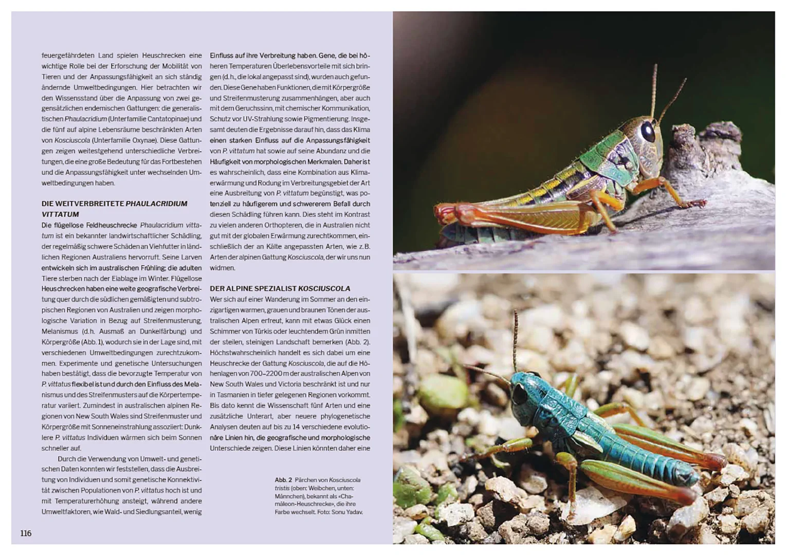 Sample Content (Image) Die Welt der Heuschrecken