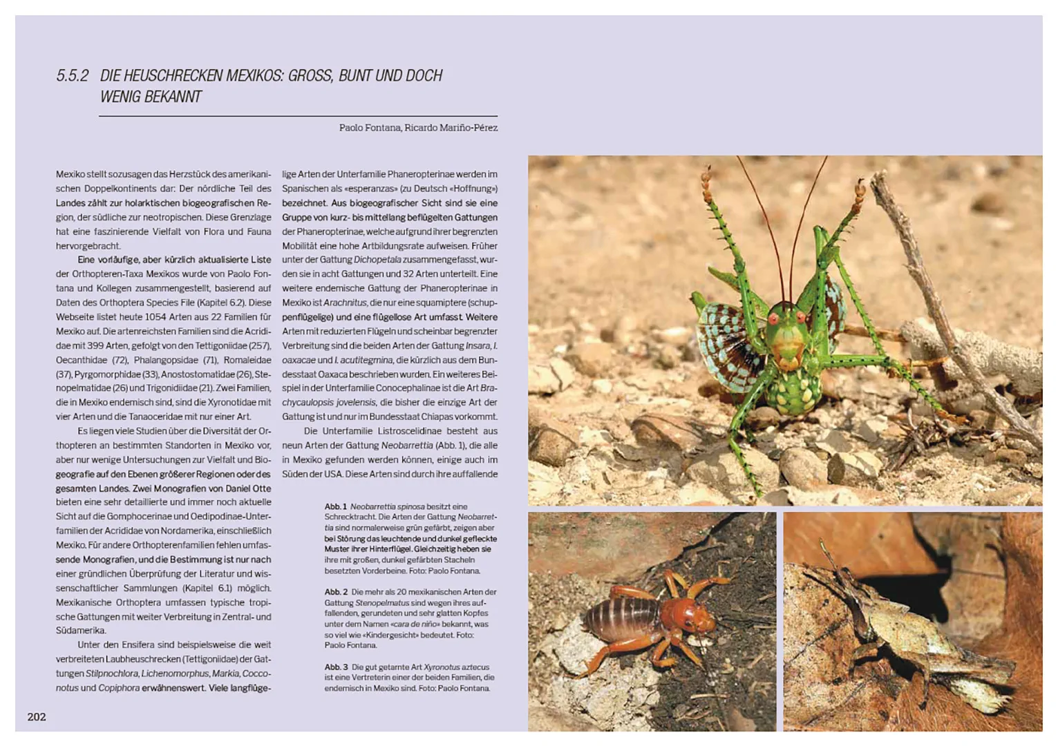 Sample Content (Image) Die Welt der Heuschrecken