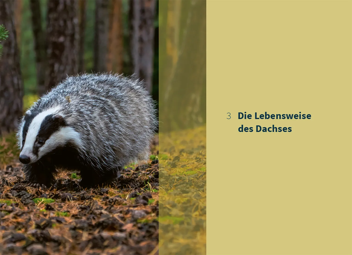Sample Content (Image) Der Dachs