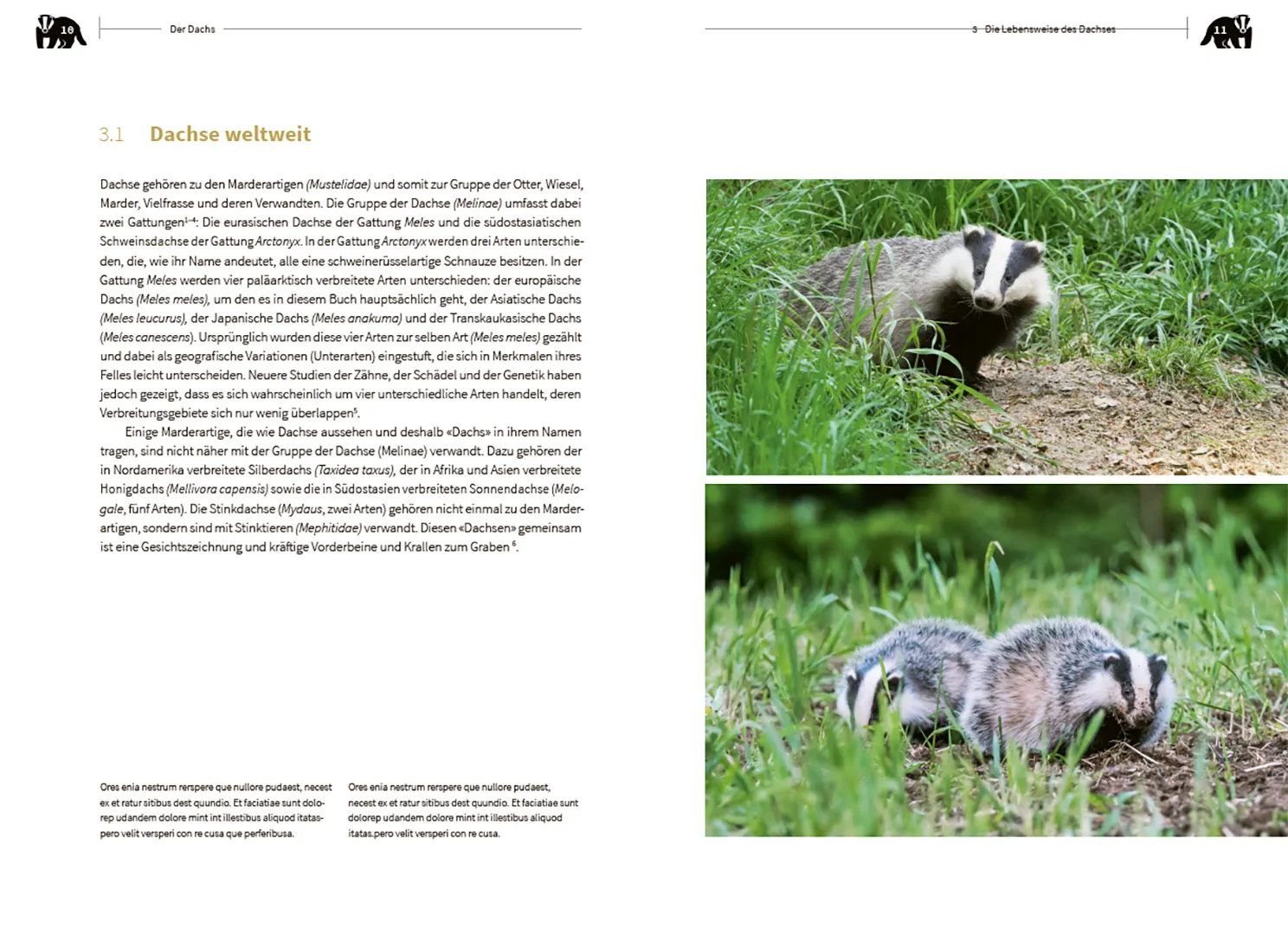 Sample Content (Image) Der Dachs