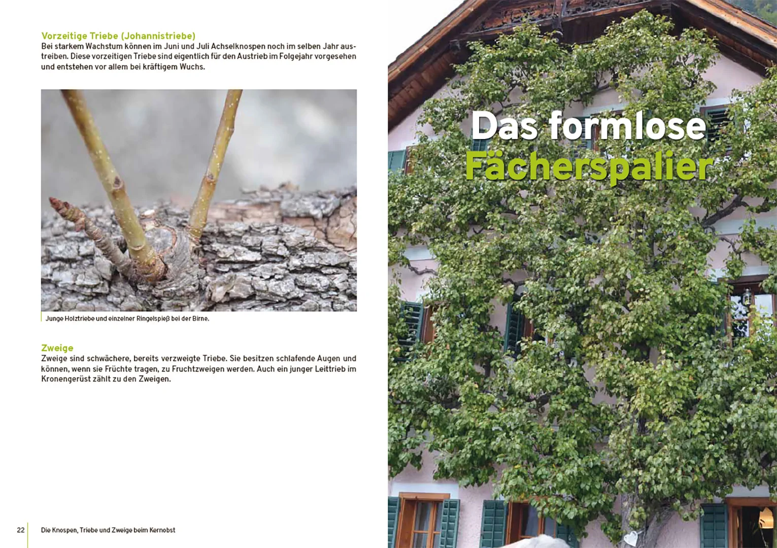 Sample Content (Image) Spalierobst