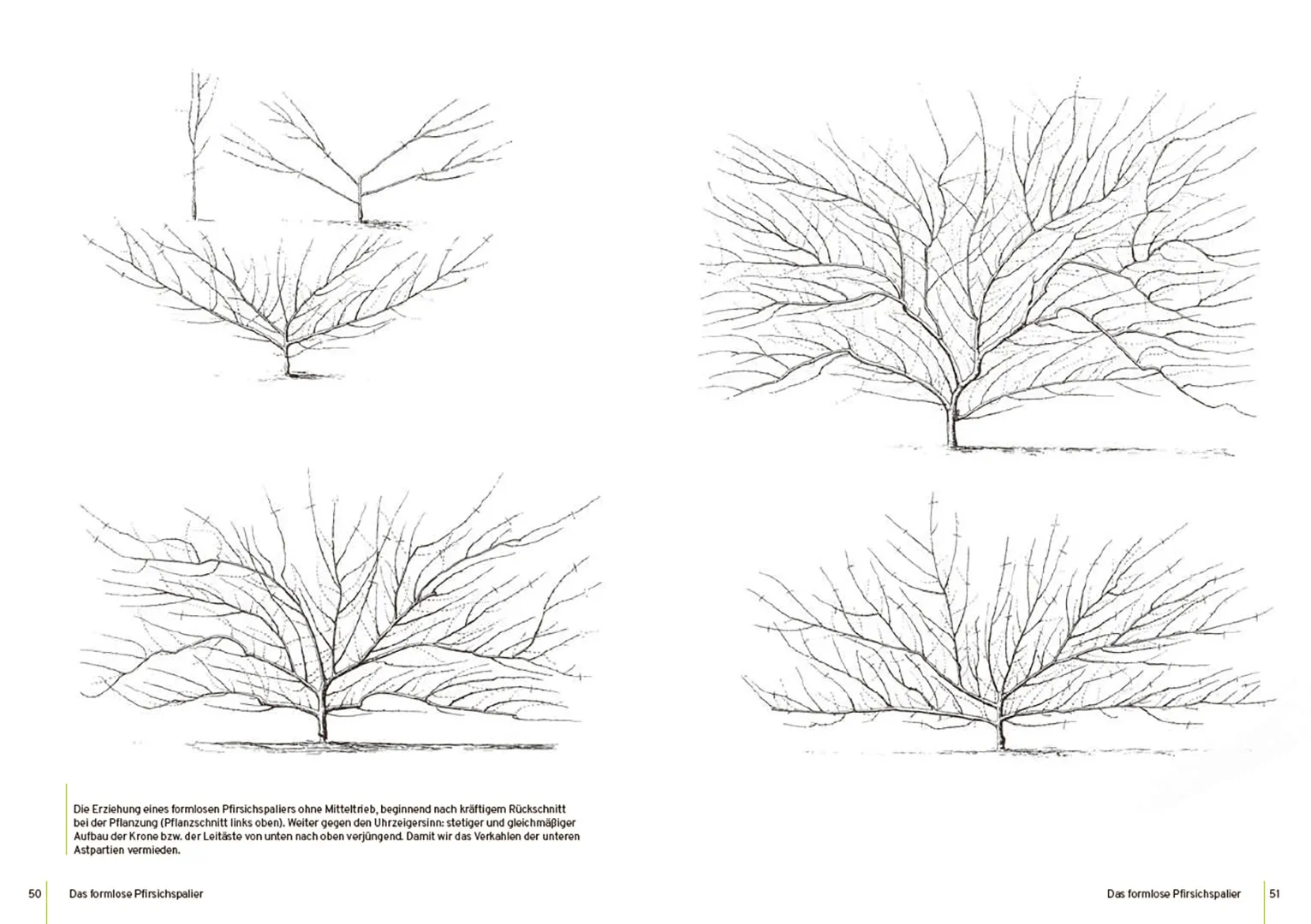 Sample Content (Image) Spalierobst