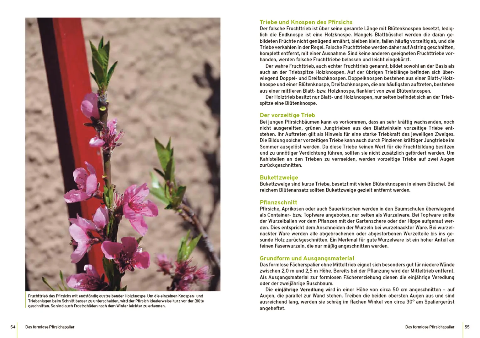 Sample Content (Image) Spalierobst