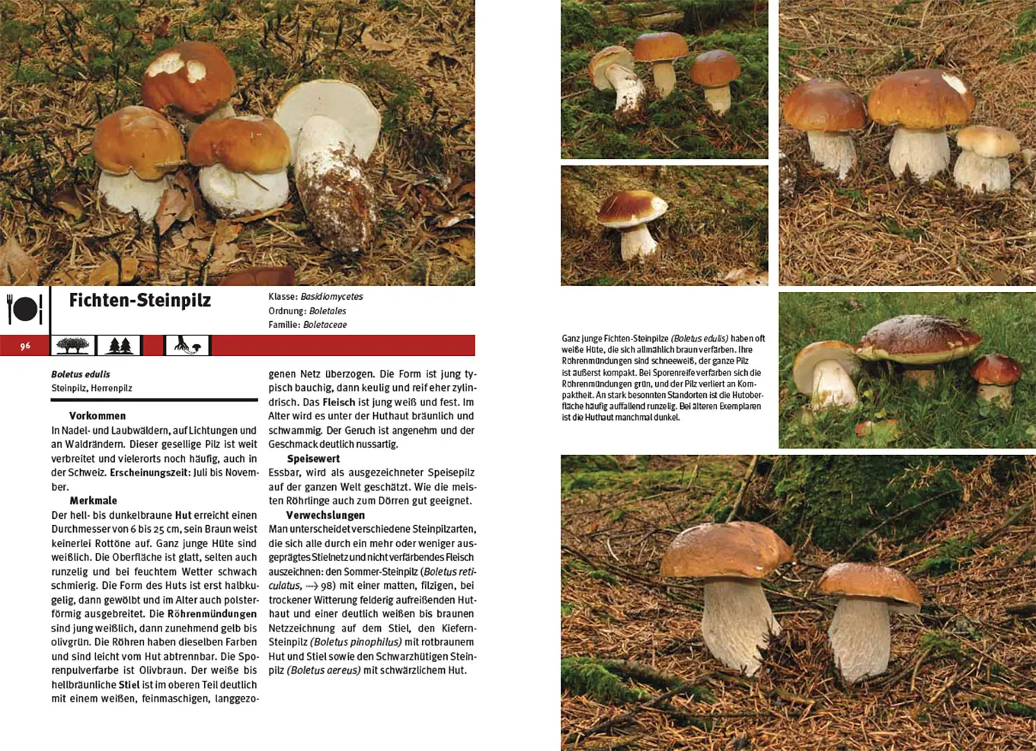 Sample Content (Image) Pilzführer Schweiz