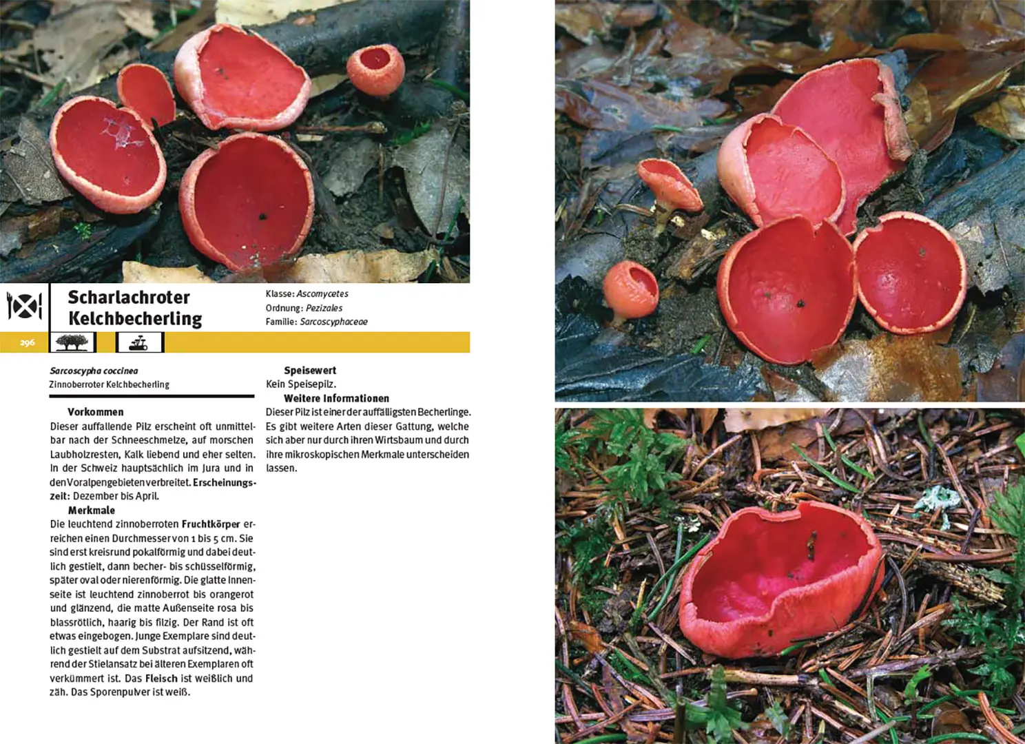 Sample Content (Image) Pilzführer Schweiz