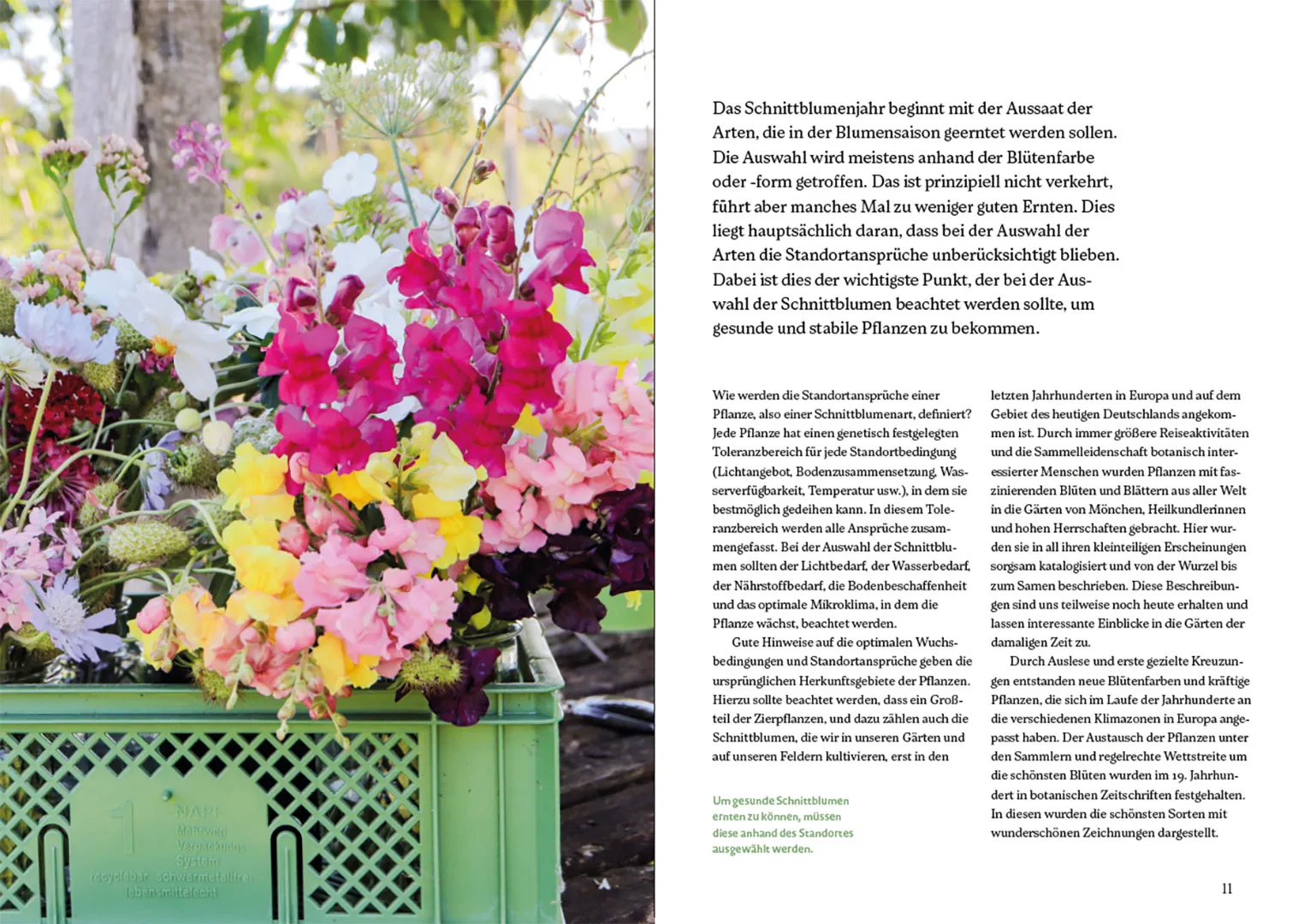 Sample Content (Image) Blütenreich – Schnittblumen mit Herz und Hand vermehren