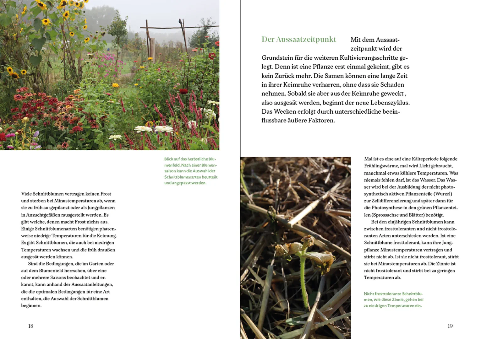 Sample Content (Image) Blütenreich – Schnittblumen mit Herz und Hand vermehren